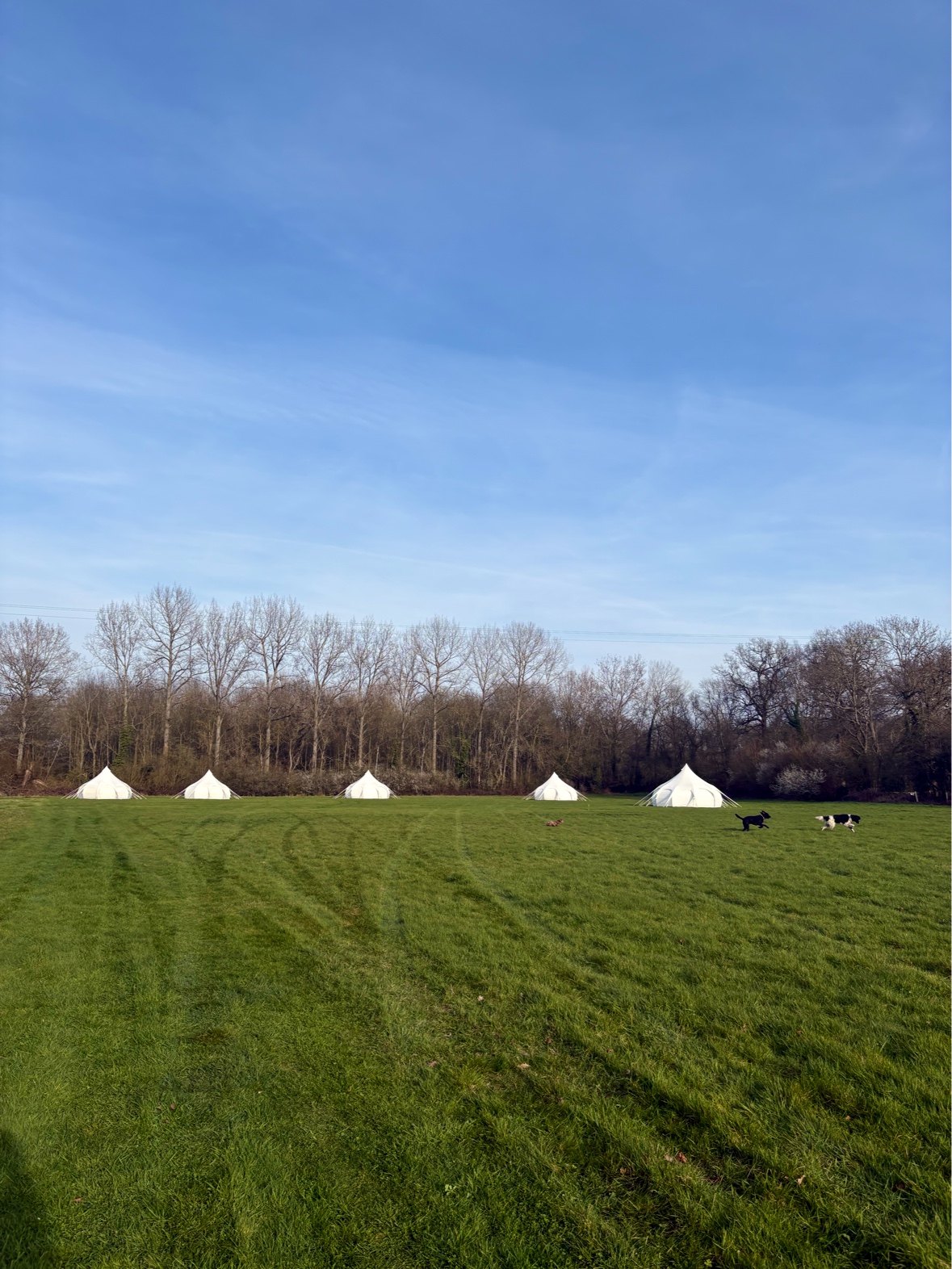 WildWoodBluebell - Weddings and Glamping photo 3