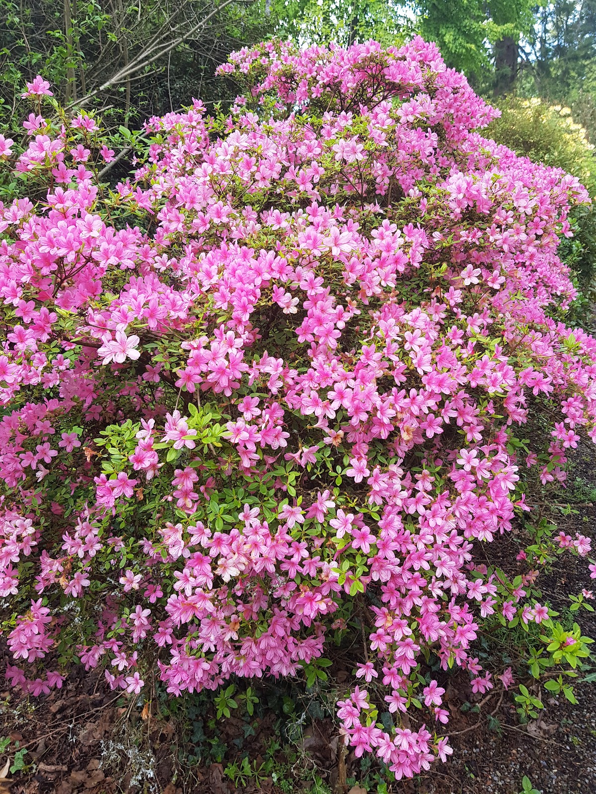 Coolcarrigan House & Gardens photo 4